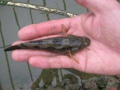 供應(yīng)廣東惠州筍殼魚(yú)苗