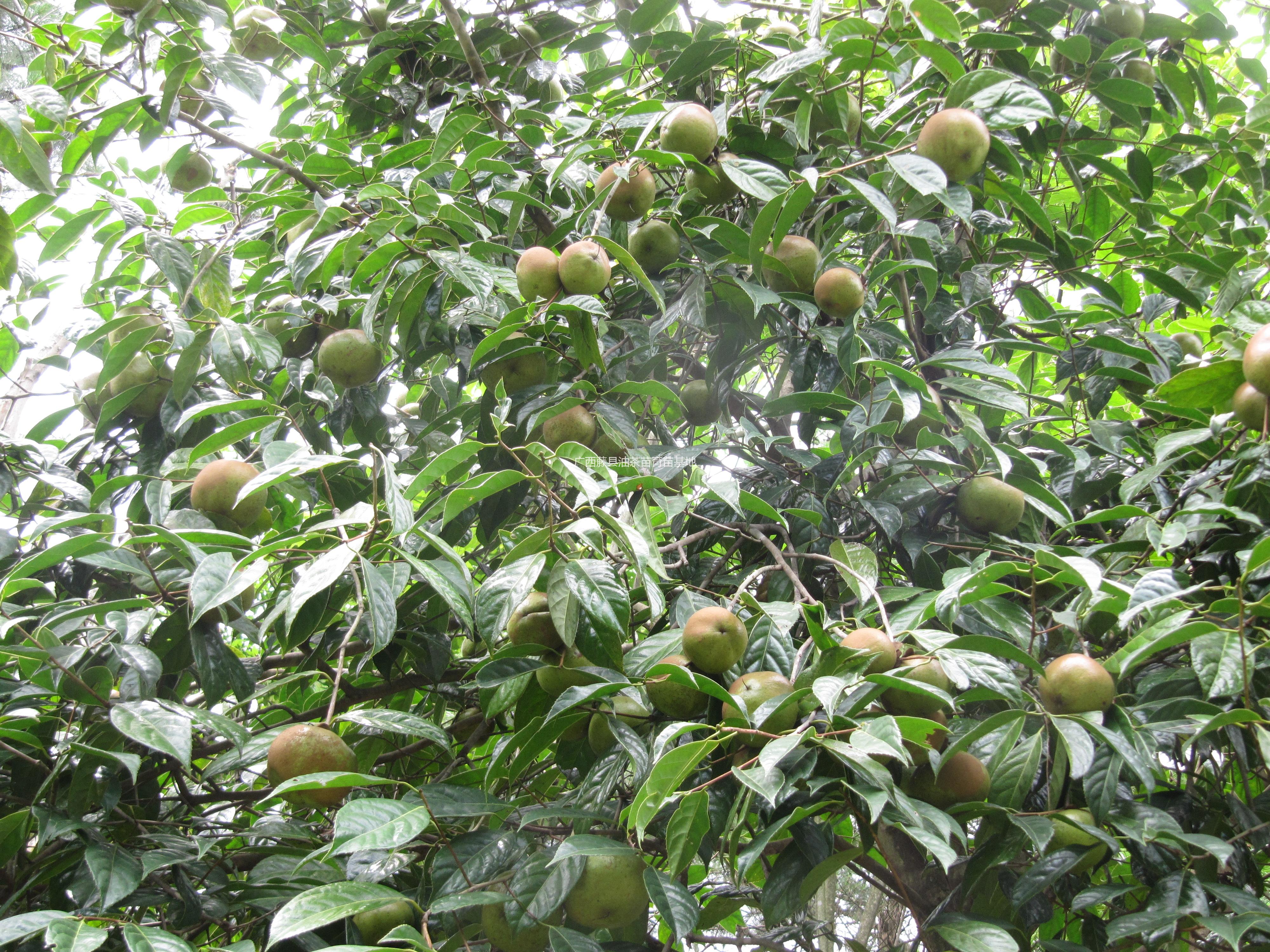 供应大果红花油茶嫁接苗 高50-100CM图片