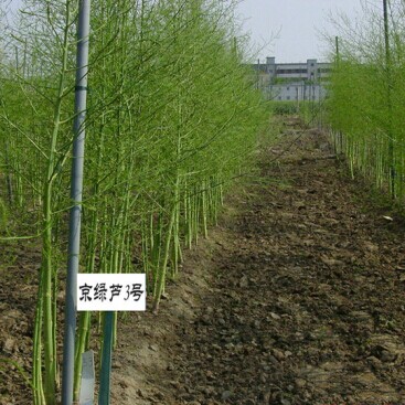 供应京绿芦3号-芦笋种子，北京芦笋种子，新品种芦笋种子