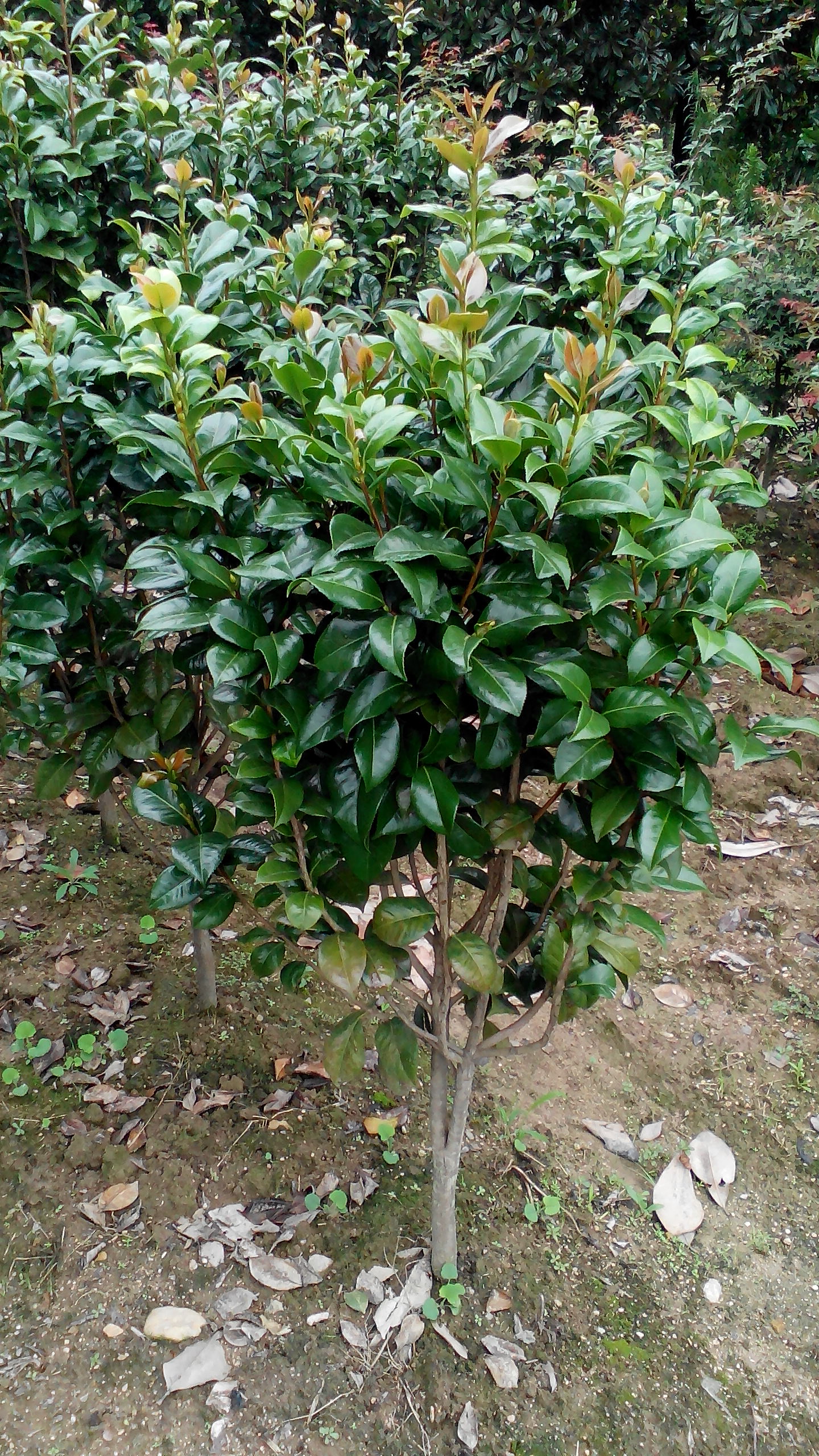 供应茶花树苗，美人茶批发，茶花小苗批发图片