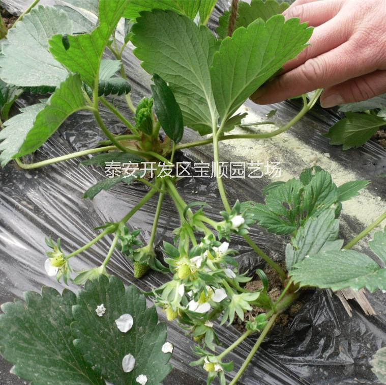 供应甜宝草莓苗，甜宝草莓苗价格，山东甜宝草莓苗种植基地，露天草莓苗图片