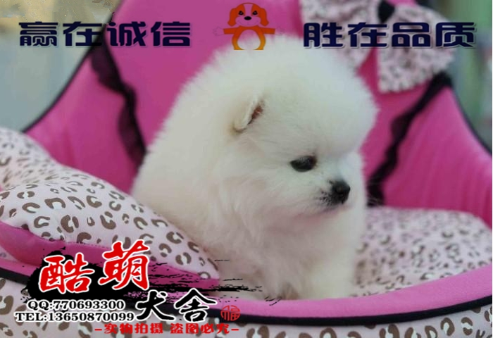 供应东莞哪里有卖博美犬