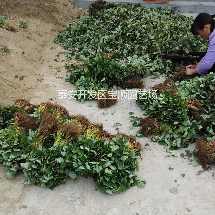 供应用于的草莓小苗，当年生草莓苗批发，草莓栽子哪里有，哪里卖得草莓苗便宜？适应性抗病强草莓苗，红颜草莓苗丰香草莓苗图片