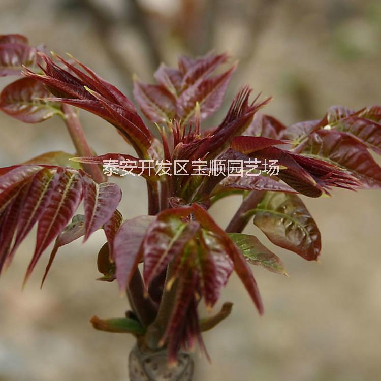 供应用于食用的香椿苗批发红油红叶香椿苗价格山东香椿树苗种植繁育基地图片