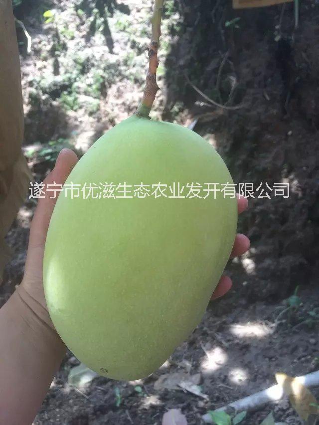 攀枝花芒果批發(fā)/攀枝花芒果價(jià)格圖片