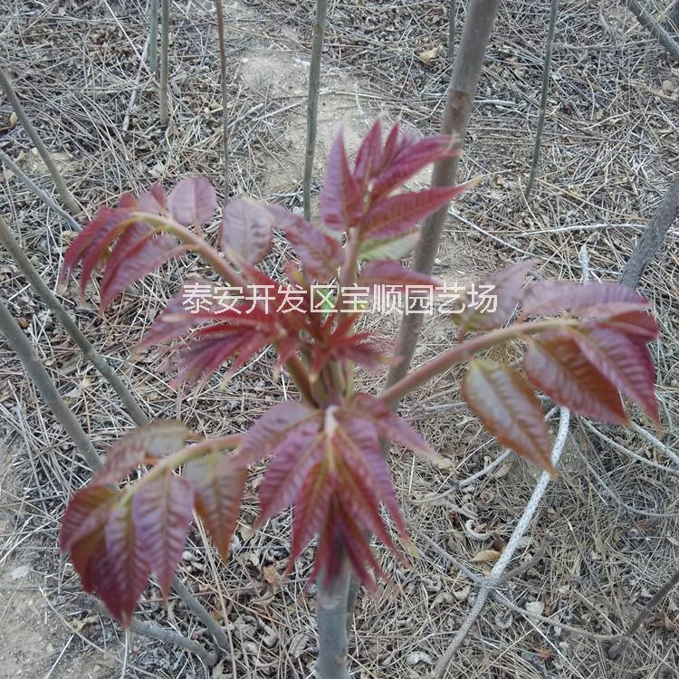 供应香椿苗香椿树苗批发泰山红油香椿苗基地香椿苗价格图片