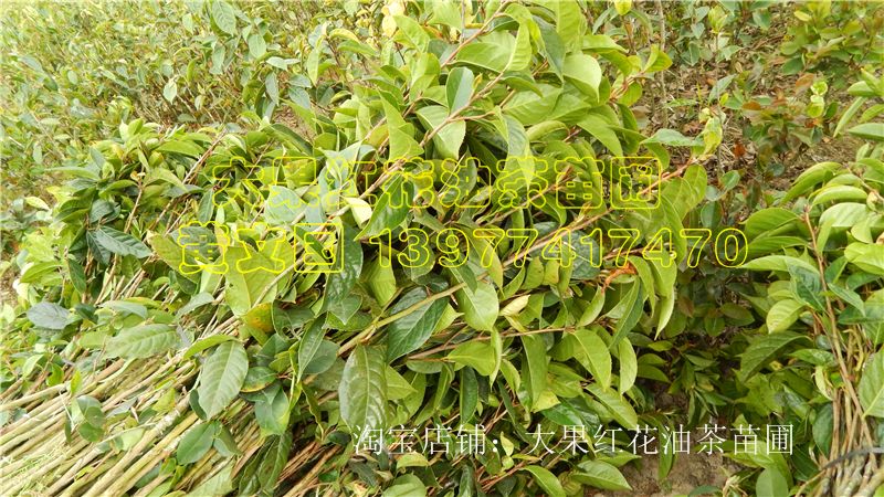 大果紅花油茶圖片/大果紅花油茶樣板圖 (4)