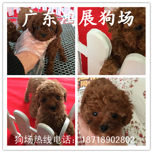 广州花都哪里有卖泰迪犬泰迪犬原拍图片