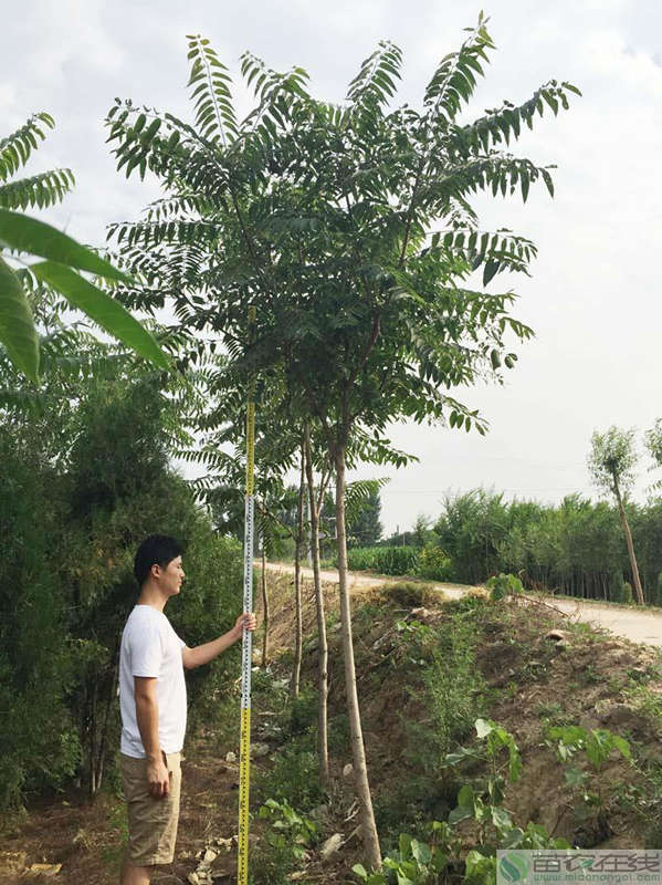 供应用于绿化的河北香椿树价格苗农在线图片