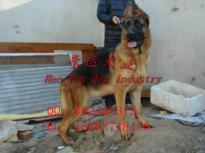 供应德国牧羊犬，通化市德国牧羊犬价格