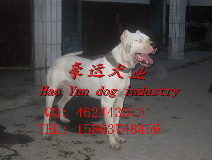 供应杜高犬，北票市杜高犬价格？图片