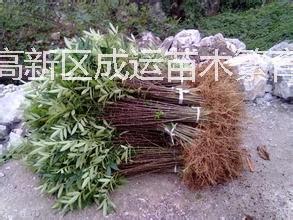 供应大红袍花椒苗麻椒苗大棚花椒苗成运苗木出售花椒苗品种齐全口味麻香哪里卖花椒苗规格齐全价格优惠易成活图片