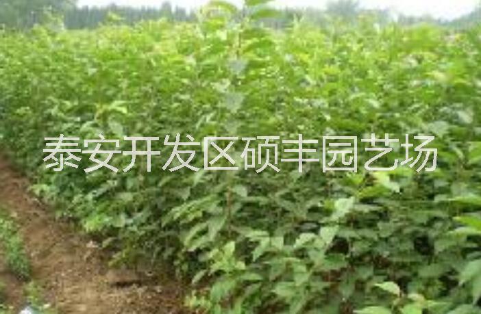 供应山东果树|矮化樱桃苗|一公分以上|大量批发图片