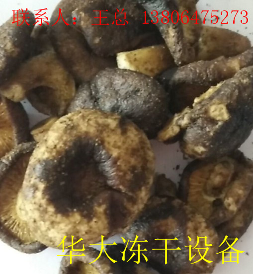 供应用于冻干食品的香菇脆片专用真空冻干设备价格，图片