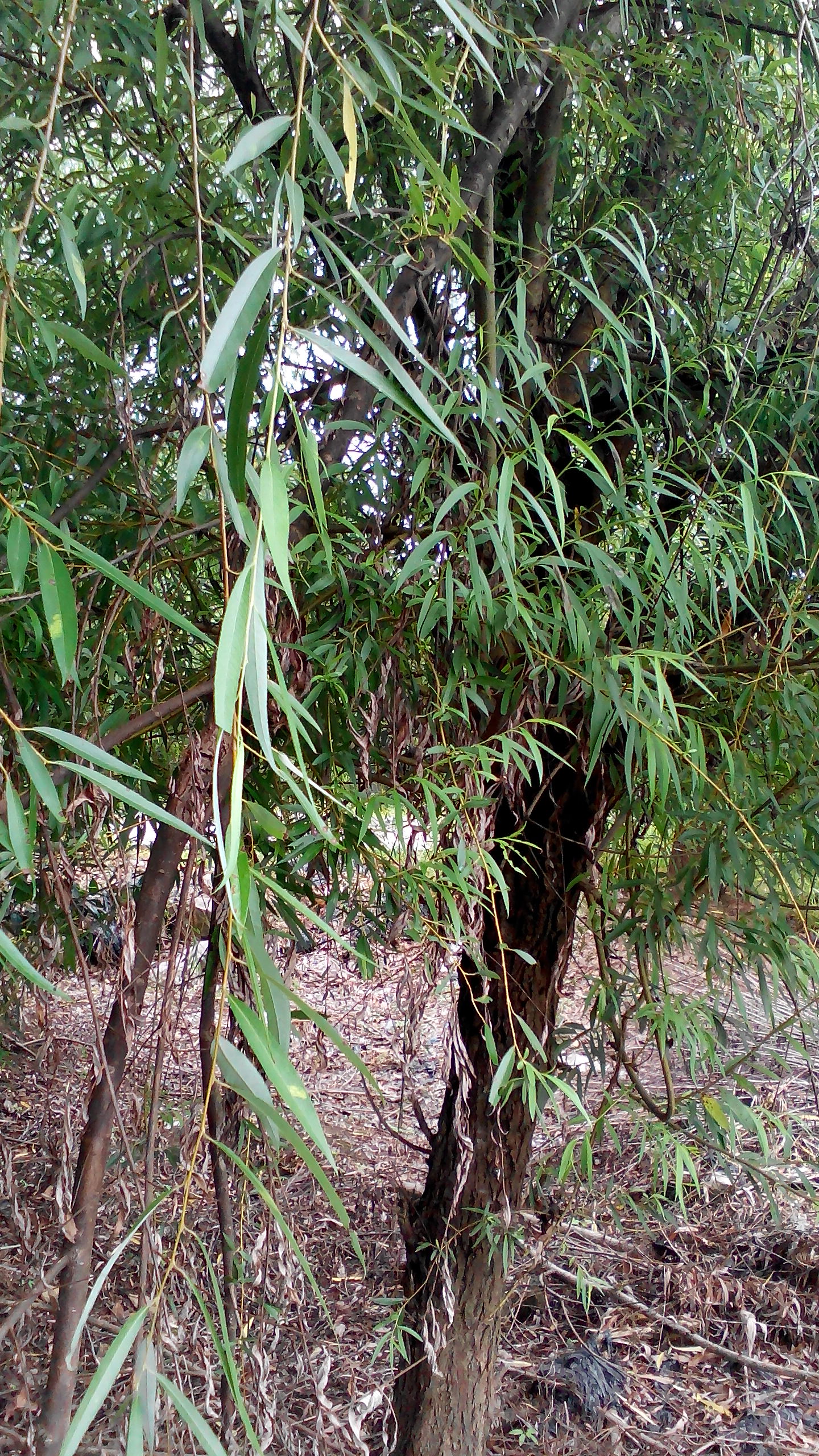 供应垂柳绿化苗，红叶石楠，桂花