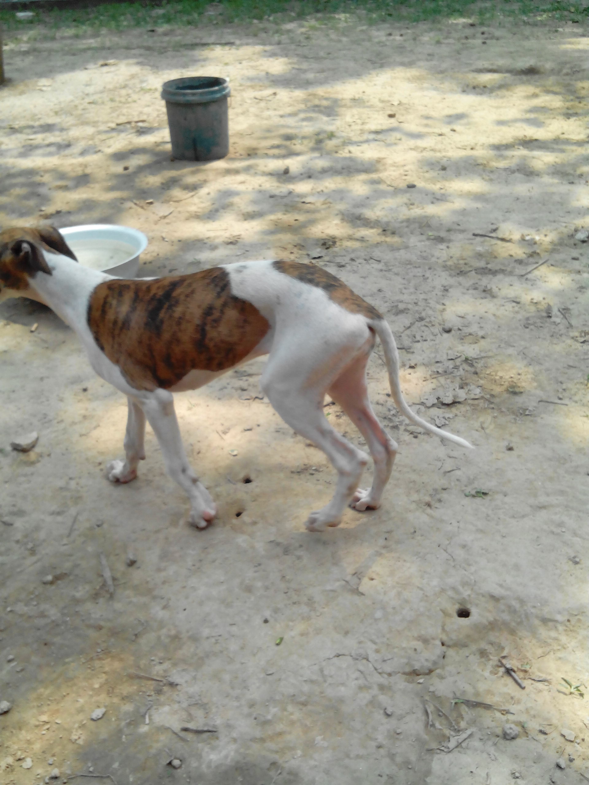 供应用于狩猎犬的惠比特血统格力灵缇猎兔犬细狗图片