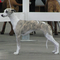 湖南岳阳专业繁育出售狩猎犬惠比特格力犬灵缇犬纯度高质量好价格低图片