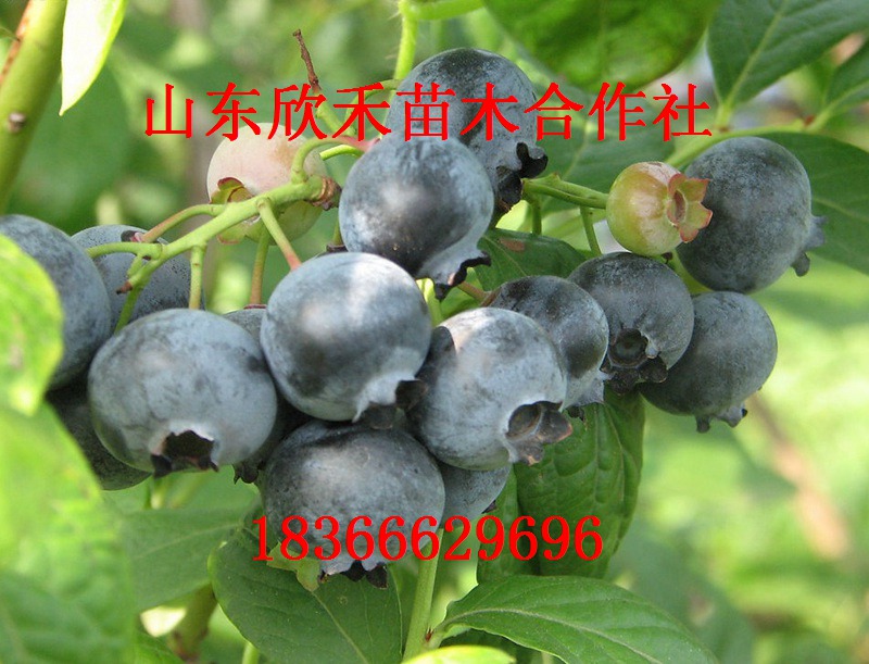 供应早蓝蓝莓苗蓝莓树苗美登蓝莓苗价格康维尔蓝莓苗图片