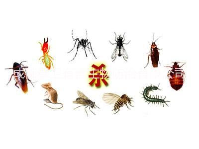 滅白蟻公司圖片/滅白蟻公司樣板圖 (2)