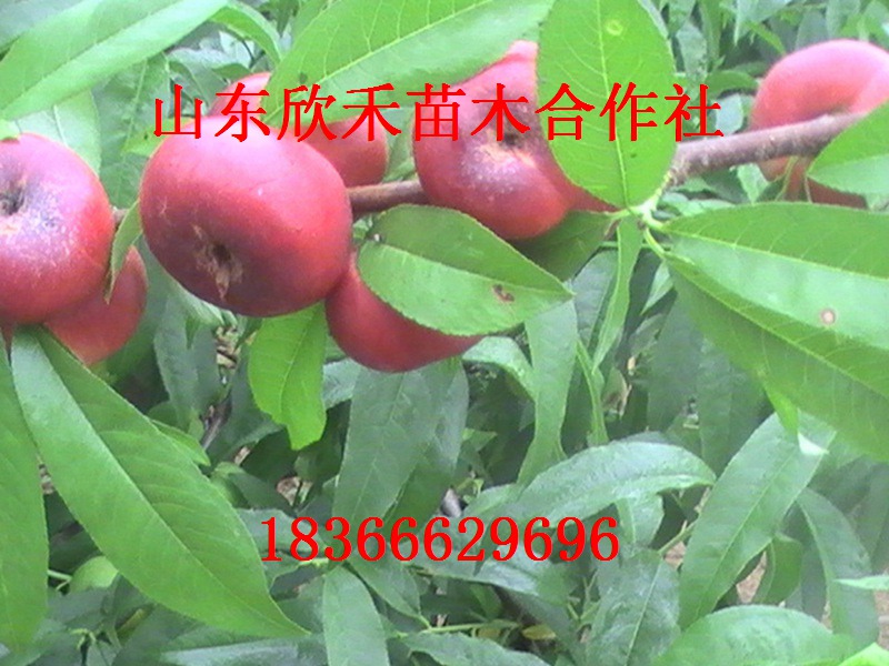 莱山蜜桃树苗莱山蜜桃树苗