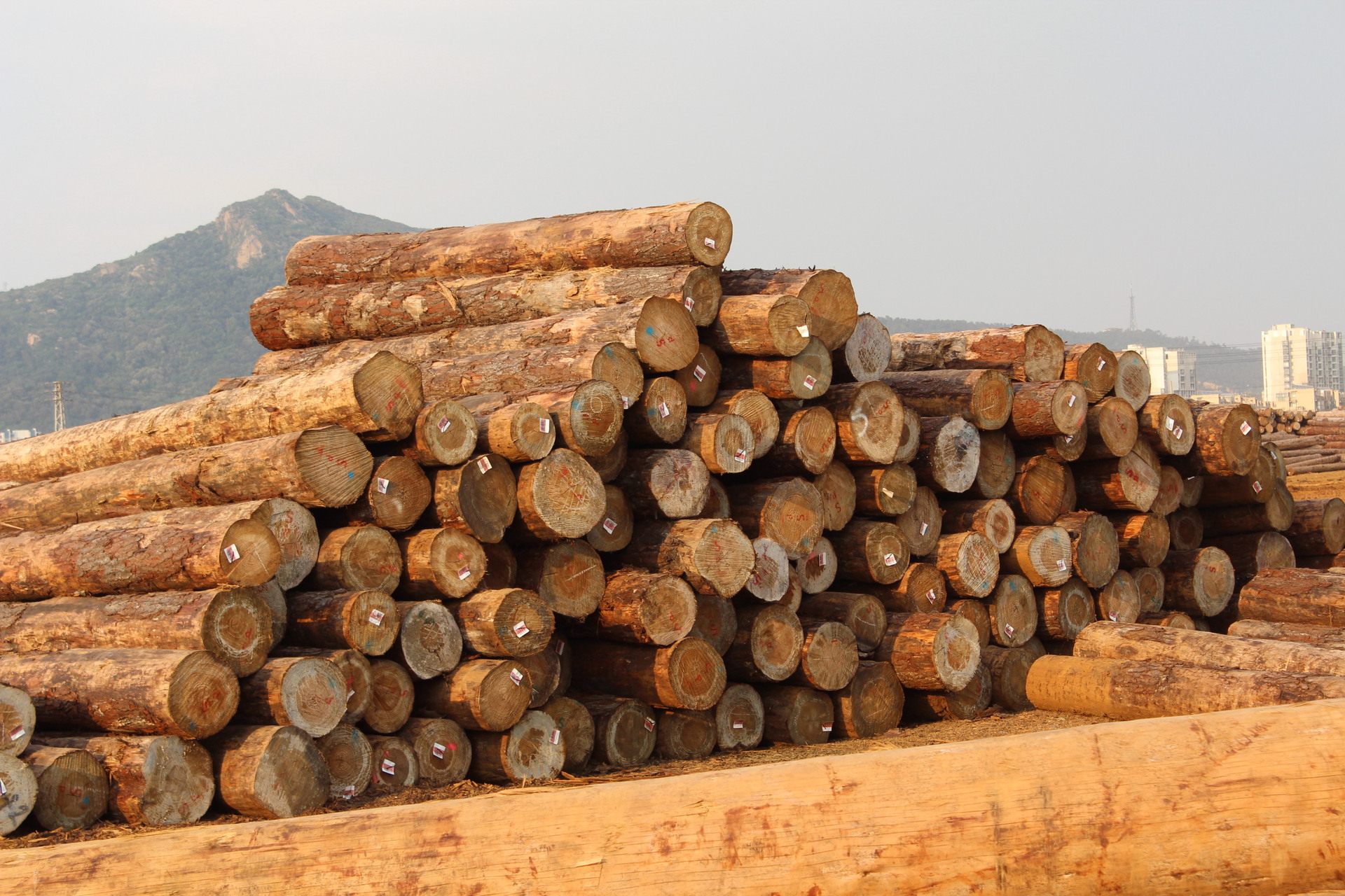 廣州代理緬甸花枝木進口報關公司圖片