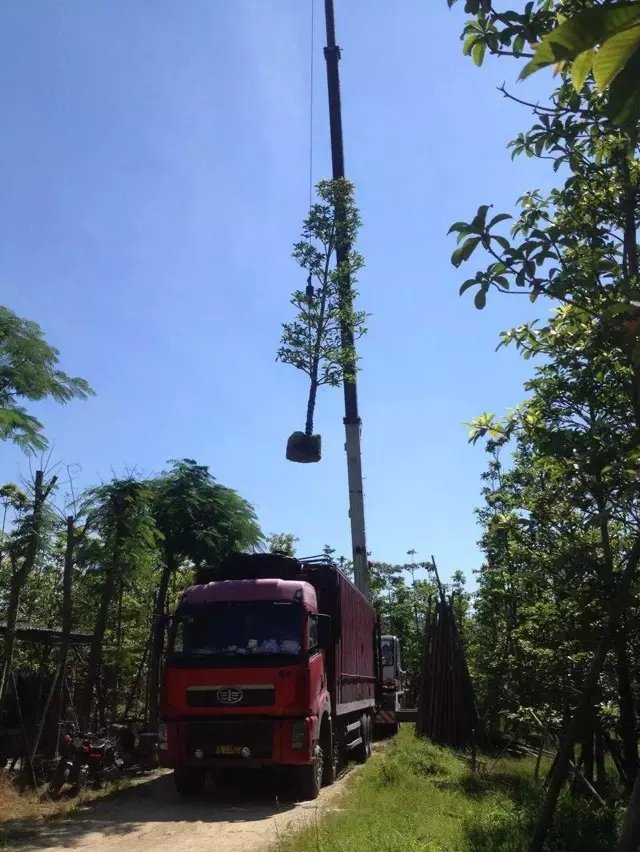 批发大叶杜英-批发云南大叶杜英-批发云南昆明大叶杜英-批发云南昆明大叶杜英袋苗