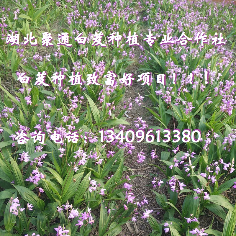 供应优质白芨块茎