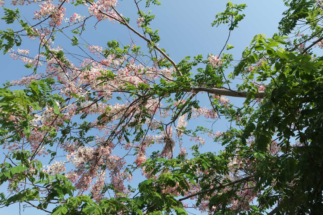 供应热带樱花·海南樱花·哪里有樱花，河南樱花价格图片