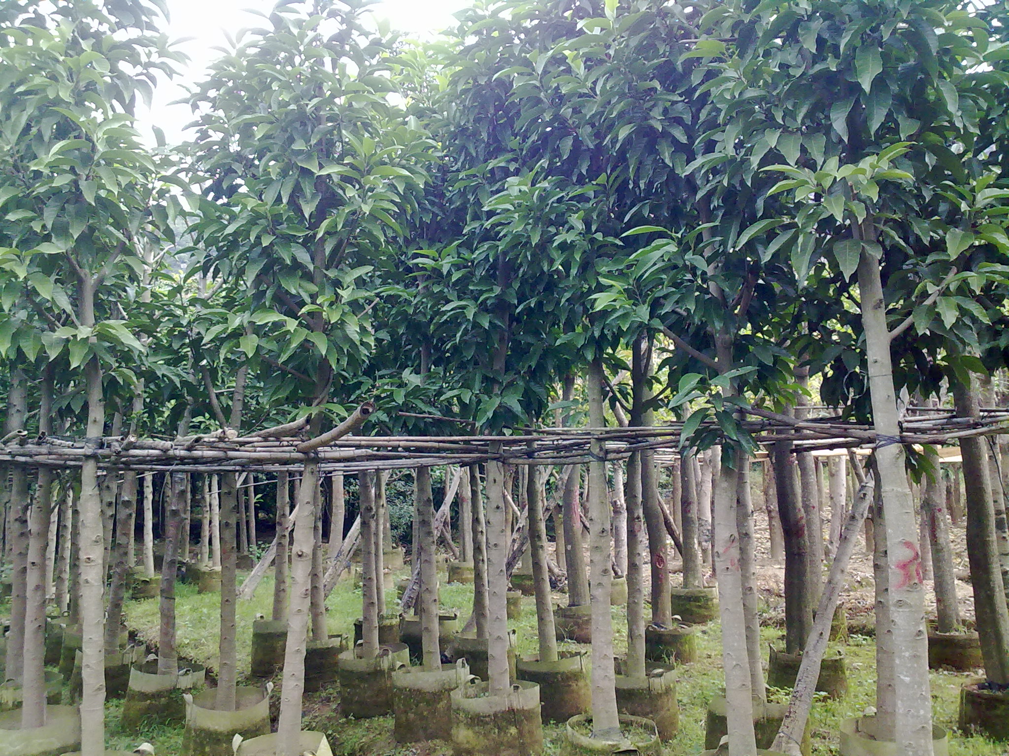 白玉蘭圖片/白玉蘭樣板圖 (2)