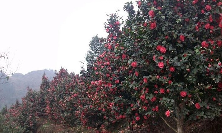 供应广西供应福建茶花广西福建茶花报价图片