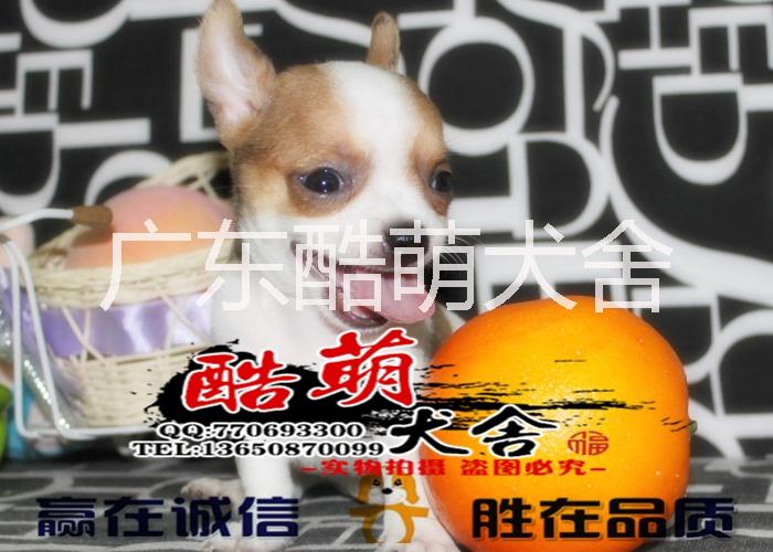 供应广州去哪里买吉娃娃犬最好图片