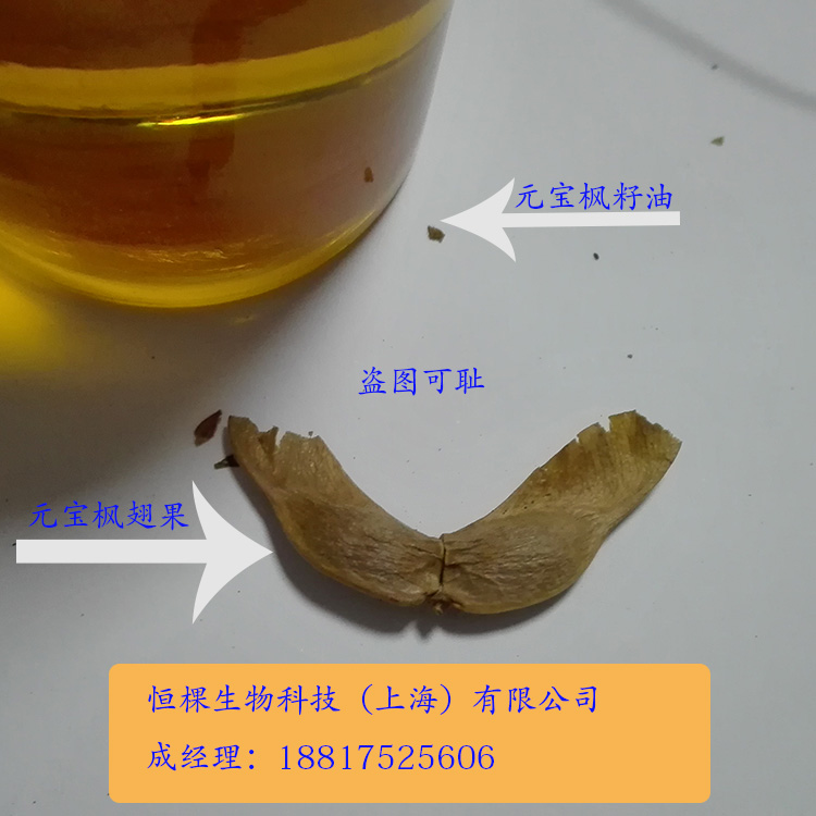 供应用于保健品|医药|化妆品的元宝枫油神经酸5% 元宝枫籽油 元宝枫神经酸3% 5%