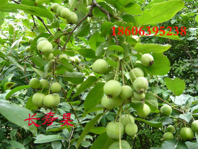 供應(yīng)長壽果果樹苗，冬紅小苗，冬紅果，紅果小苗，萬壽果海棠