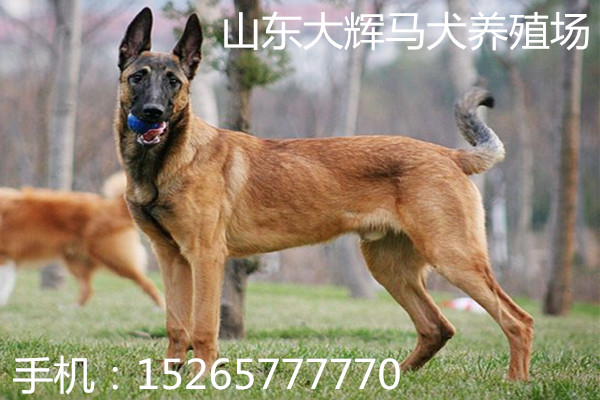 马犬图片