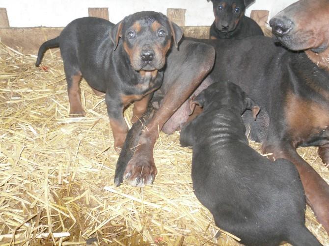 供应用于的成年格力犬价格 格力犬幼犬价格图片