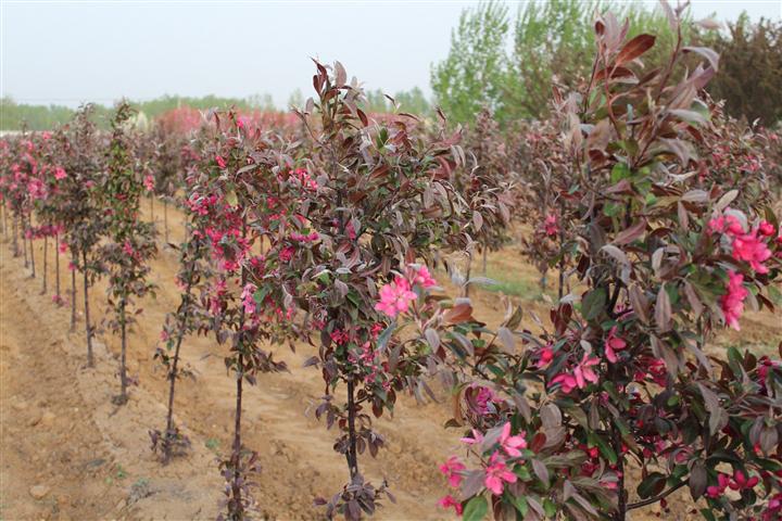 定州天源苗圃定州天源苗圃,质优价廉