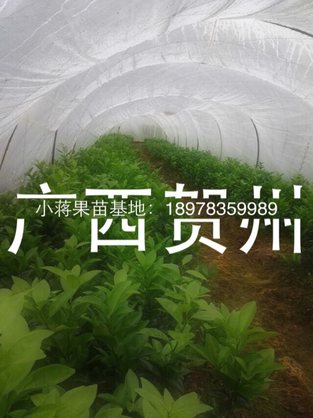 供应桂林哪里有少核W默科特果苗，桂林哪里有最好的少核W默科特果苗卖图片