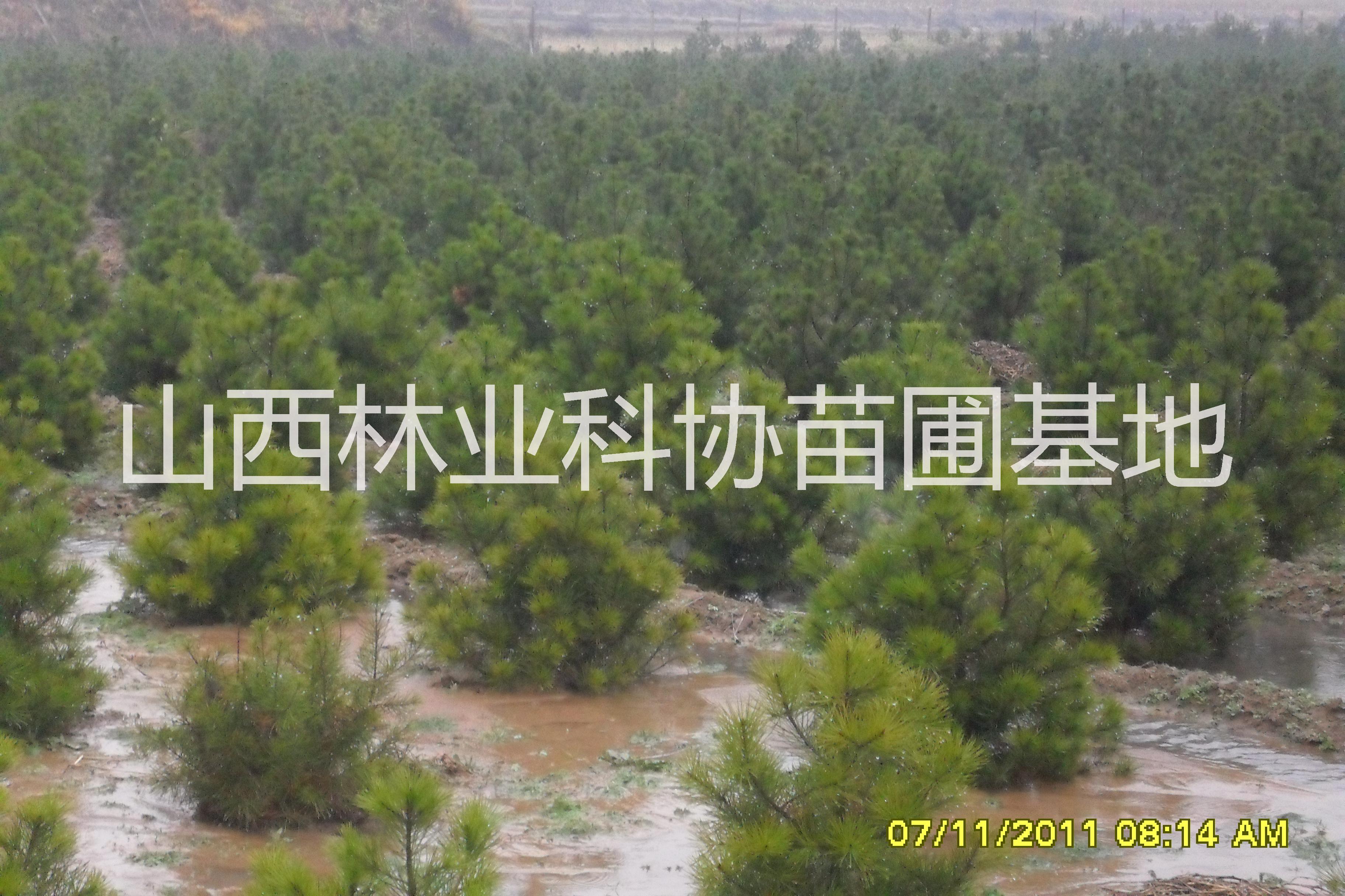 侧柏苗报价侧柏苗报价,山西绛县泰绿苗木基地 侧柏苗山西绛县泰绿苗木