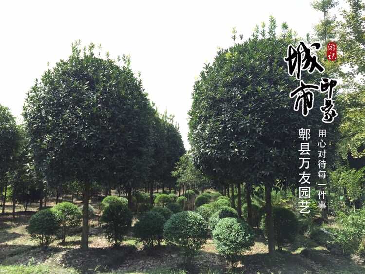 桂花基地圖片/桂花基地樣板圖 (2)