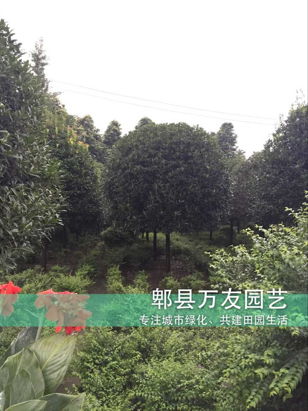 供應(yīng)湖北高桿桂花/湖北高桿桂花基地/湖北高桿桂花批發(fā)