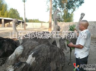 供应山东豪旺养殖场鸵鸟养殖基地图片