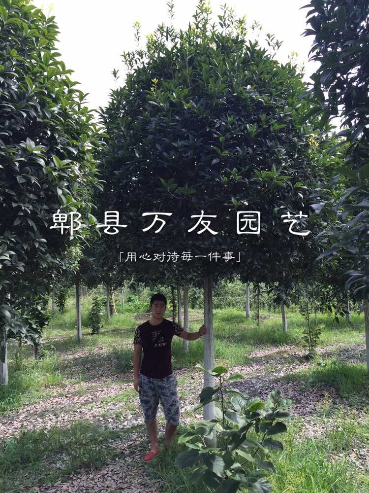 高桿桂花|成都桂花哪家便宜|四川桂花哪家便宜|成都萬友園林|成都桂花|成都桂花批發(fā)