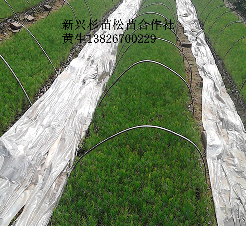 供應(yīng)濕地松苗