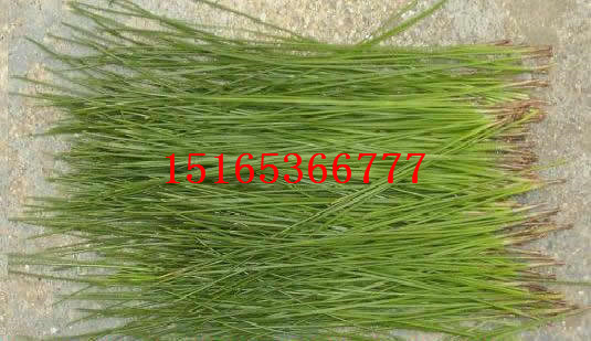 山東松針粉圖片