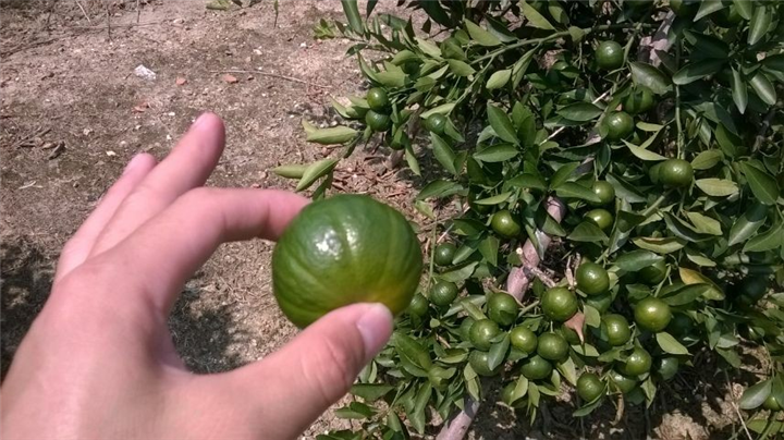 供应用于种植的广西青艺南瓜橘果苗图片