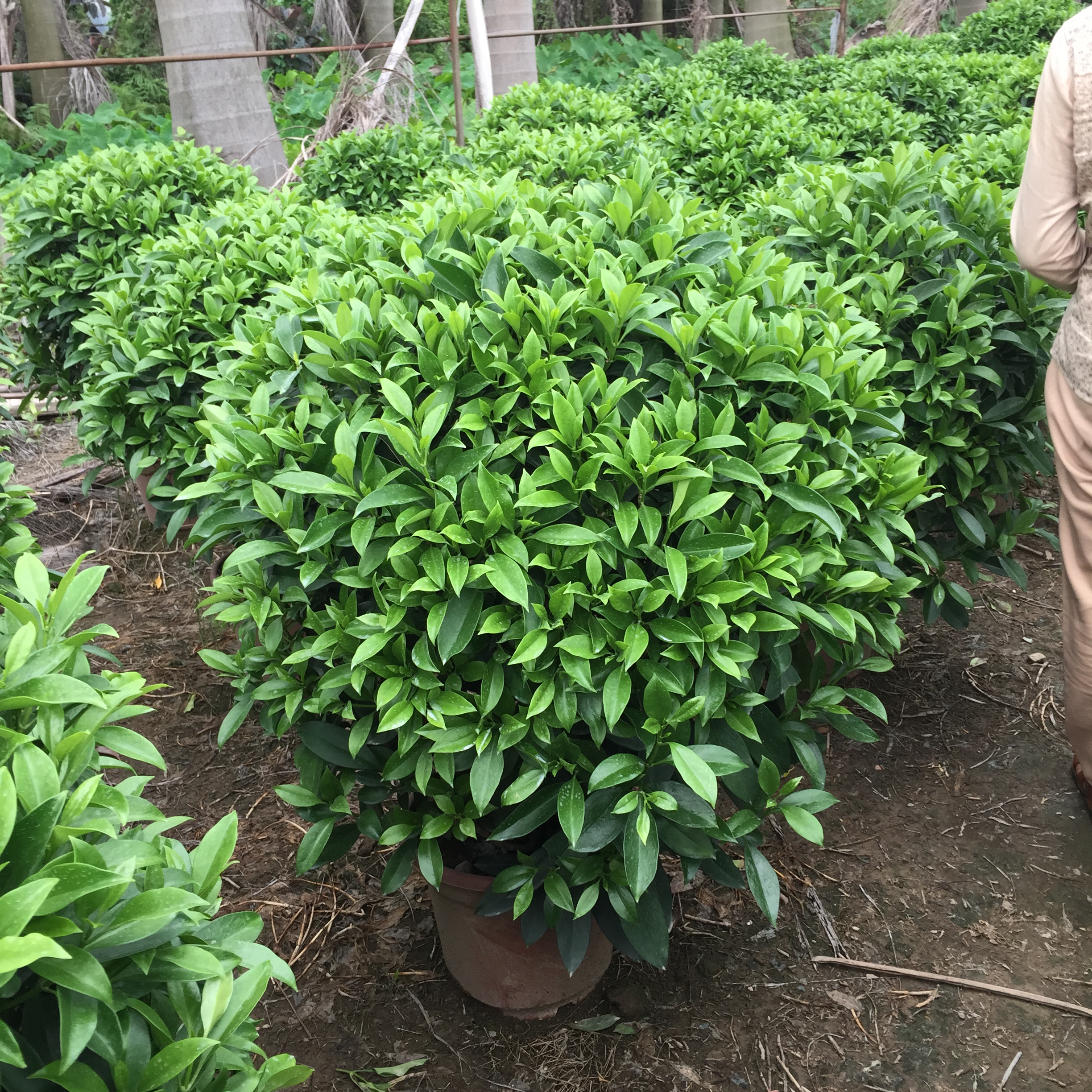 供应福建漳州非洲茉莉球出售，非洲茉莉球价格，灰莉球电话