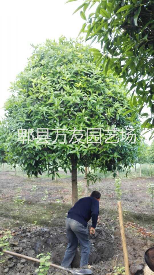 成都桂花批發(fā)/高桿桂花基地圖片