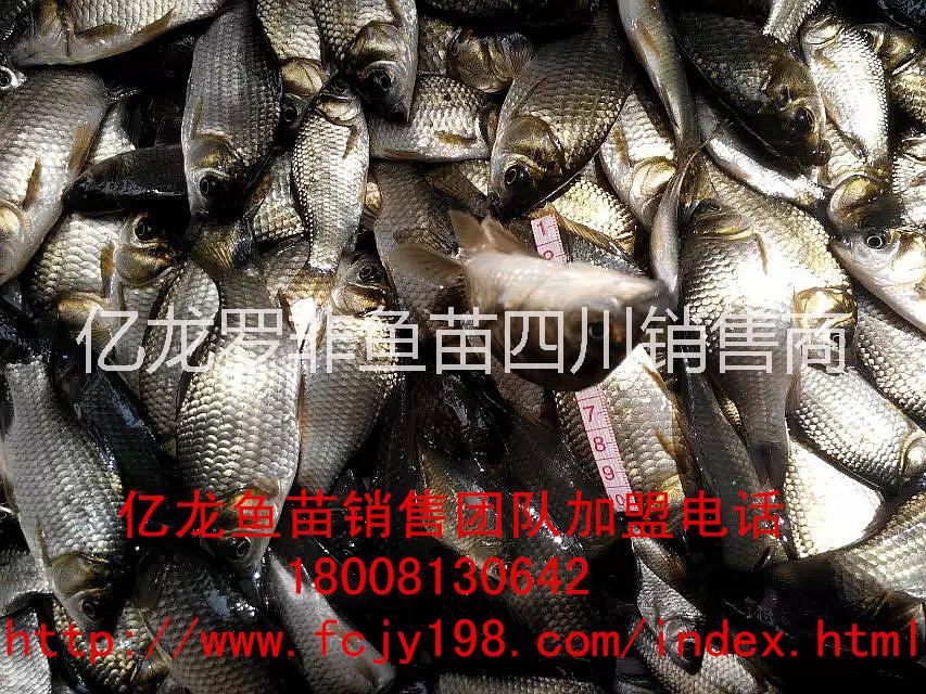 供應(yīng)羅非魚烏仔鯽魚水花烏仔魚苗。