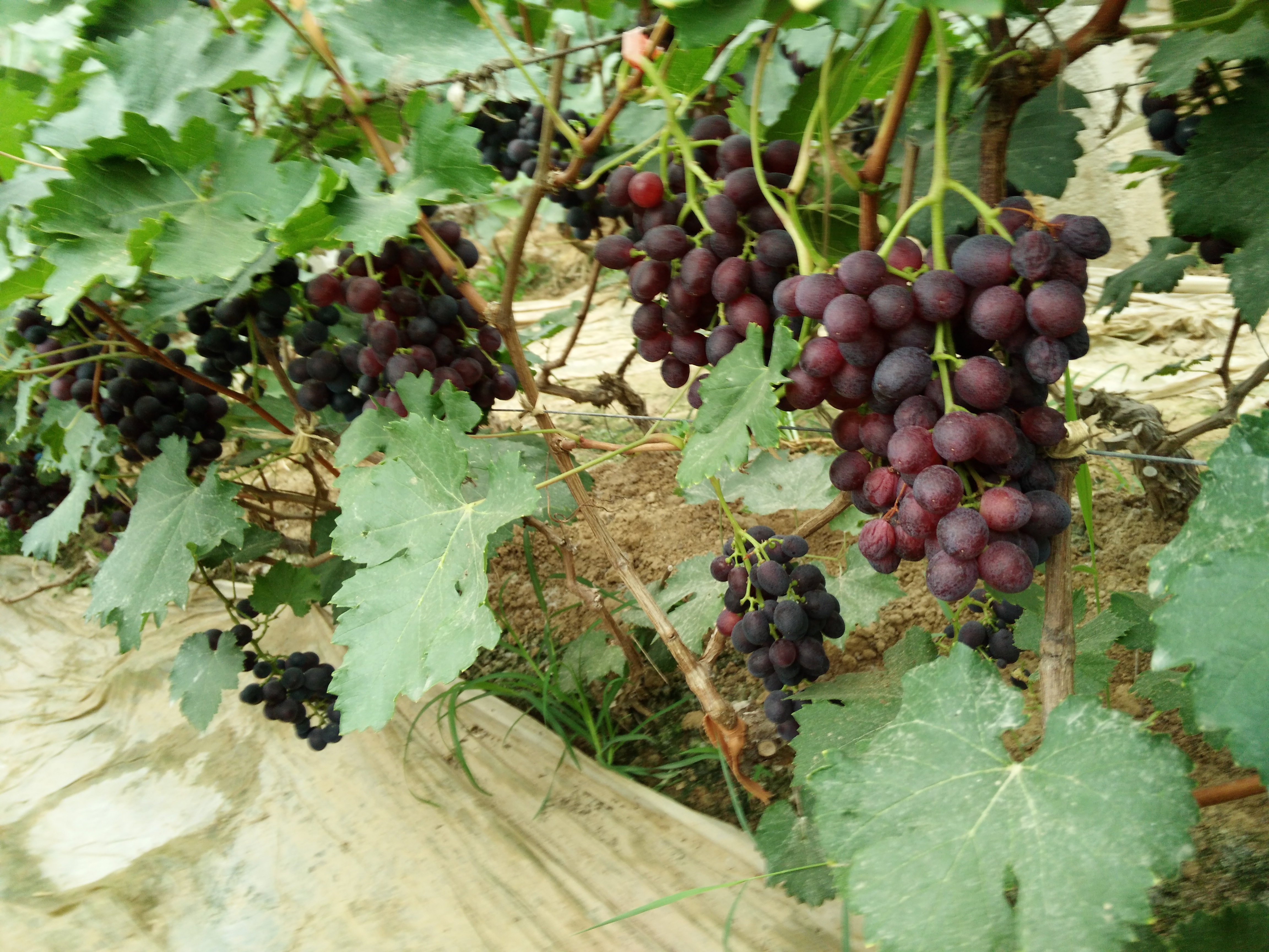 榮名葡萄四號優(yōu)選圖片