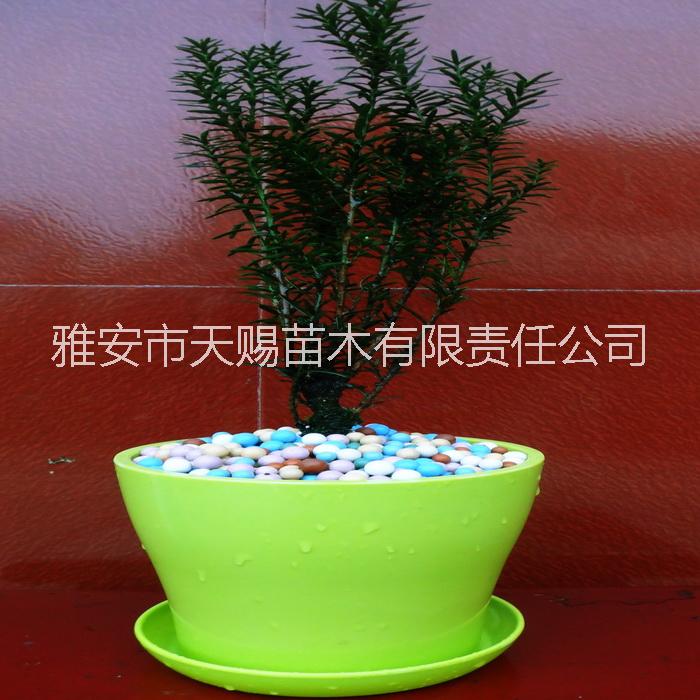 紅豆杉曼地亞圖片/紅豆杉曼地亞樣板圖 (1)